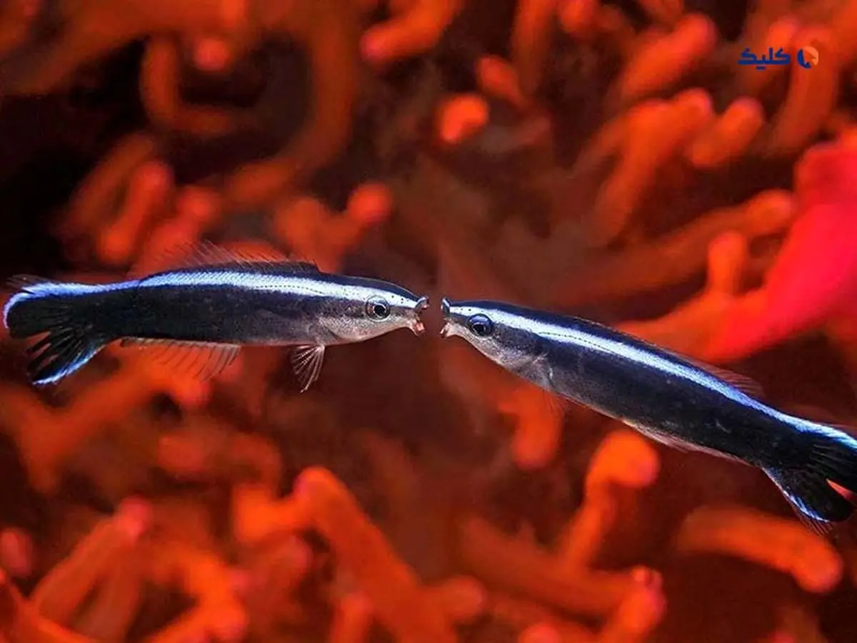 ماهی‌ها می‌توانند خودشان را در عکس‌ها تشخیص دهند