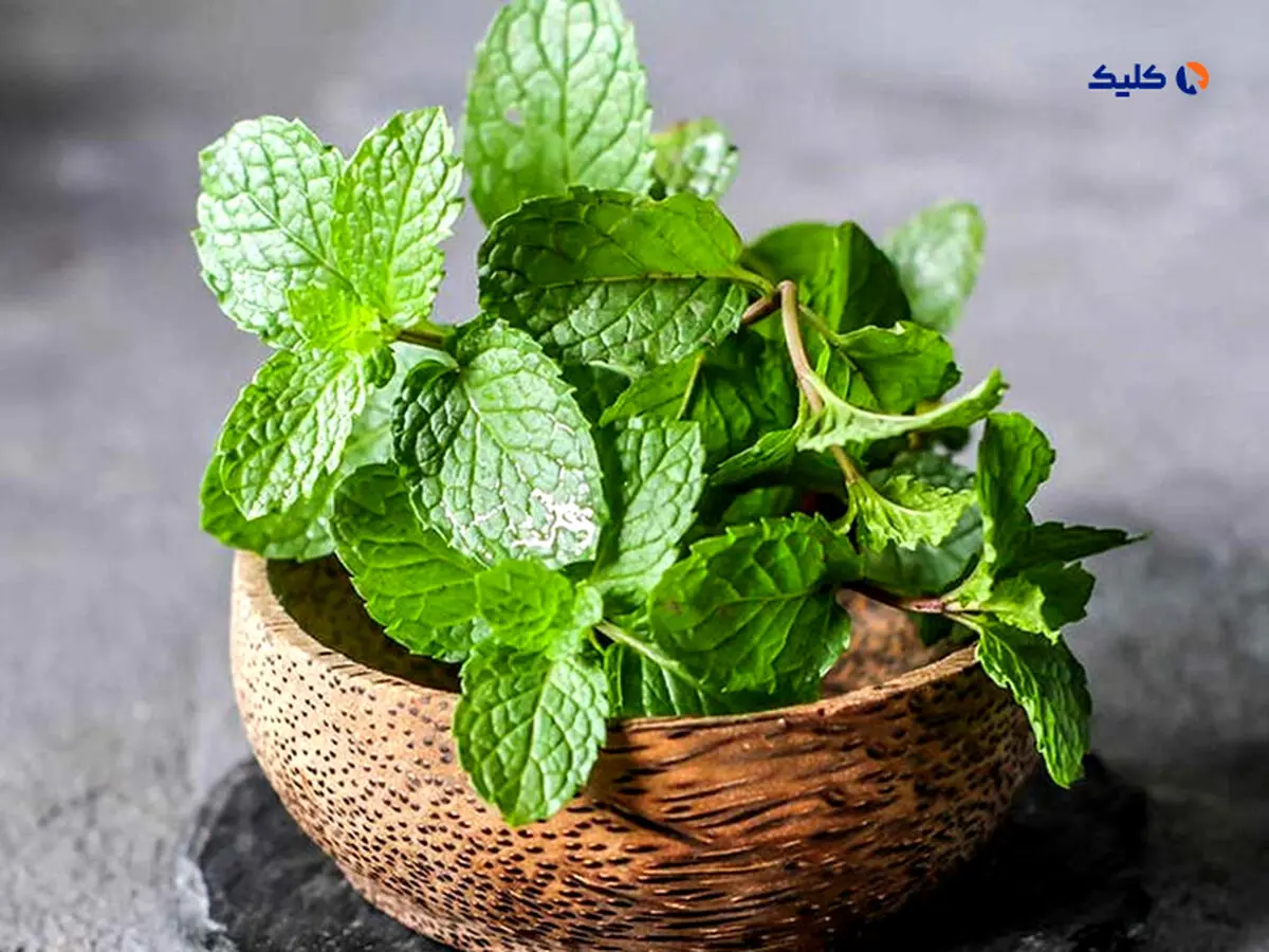 نعناع به بهبود بیماری آلزایمر کمک می کند