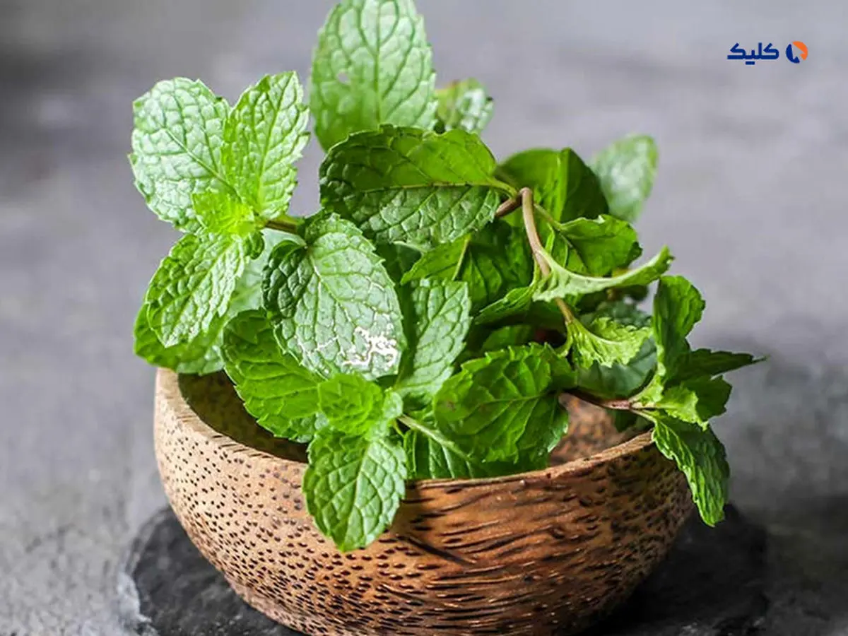 نعناع به بهبود بیماری آلزایمر کمک می کند