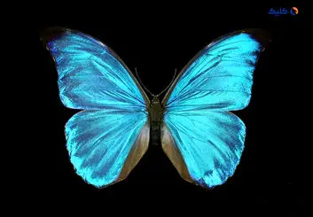 منشاء پیدایش پروانه‌ها کشف شد