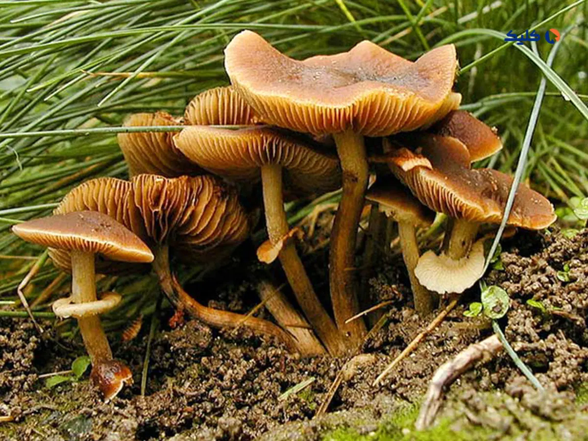 کشف پادزهری برای سمی ترین قارچ جهان