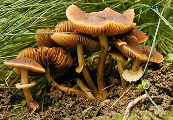 کشف پادزهری برای سمی ترین قارچ جهان