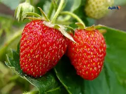 تولید یک پوشش خوراکی جدید که به تازه ماندن طولانی مدت میوه‌ها کمک می کند