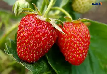 تولید یک پوشش خوراکی جدید که به تازه ماندن طولانی مدت میوه‌ها کمک می کند