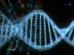 دی‌ان‌ای تصمیم‌گیری کشف شد