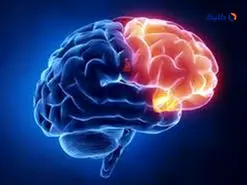 شکل مغز می‌تواند روی رفتار و افکار ما اثر شگفت‌آوری داشته باشد