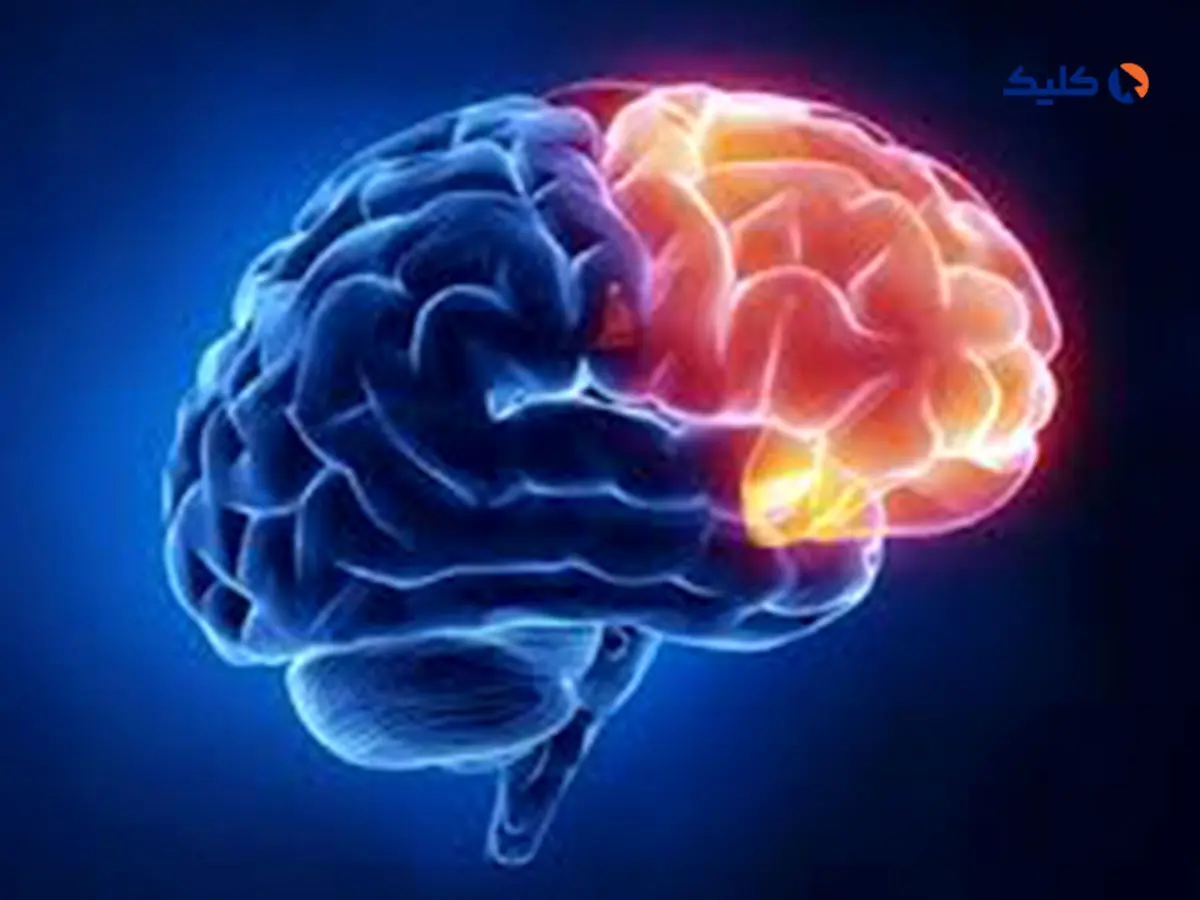 شکل مغز می‌تواند روی رفتار و افکار ما اثر شگفت‌آوری داشته باشد