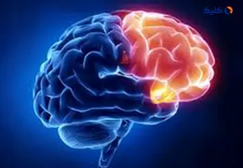 شکل مغز می‌تواند روی رفتار و افکار ما اثر شگفت‌آوری داشته باشد