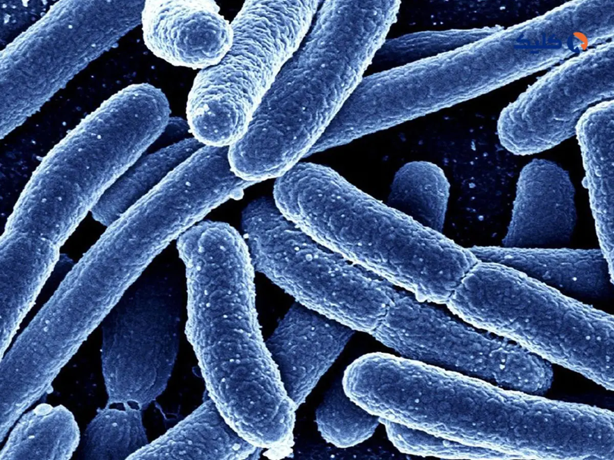 شناسایی باکتری روده‌ای که می‌تواند باعث شود انسان‌ها تا 100 سال عمر کنند