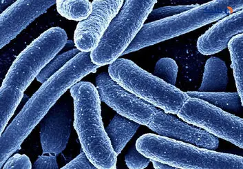 شناسایی باکتری روده‌ای که می‌تواند باعث شود انسان‌ها تا 100 سال عمر کنند