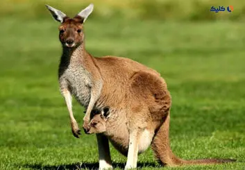 کیسه‌داران به‌مراتب تکامل‌یافته‌تر از پستانداران و حتی انسان‌ها هستند
