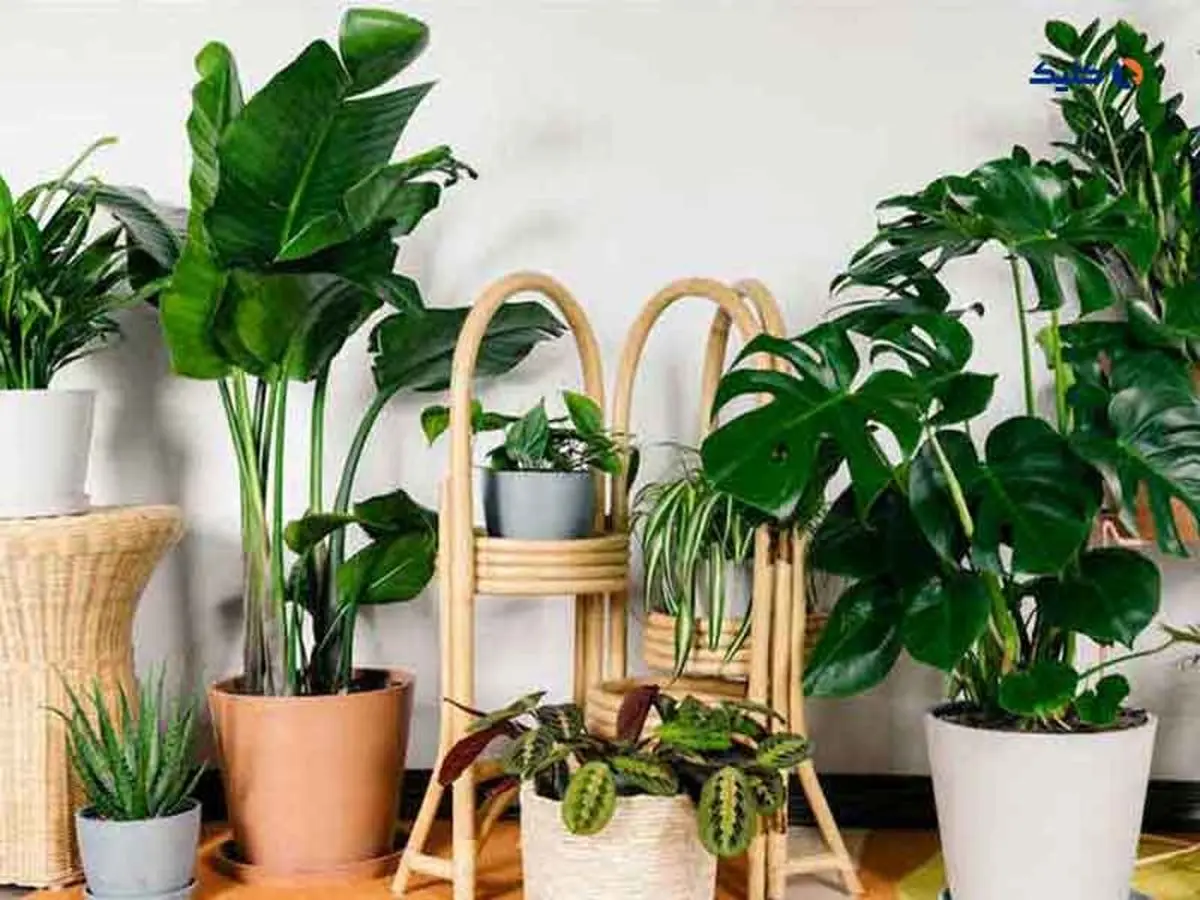گیاهانی که هوای خانه را در عرض ۸ ساعت تمیز می‌کنند