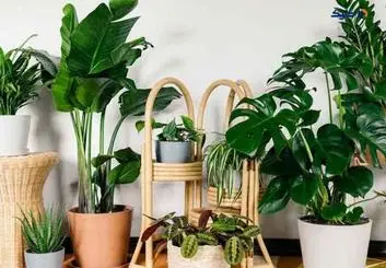 گیاهانی که هوای خانه را در عرض ۸ ساعت تمیز می‌کنند