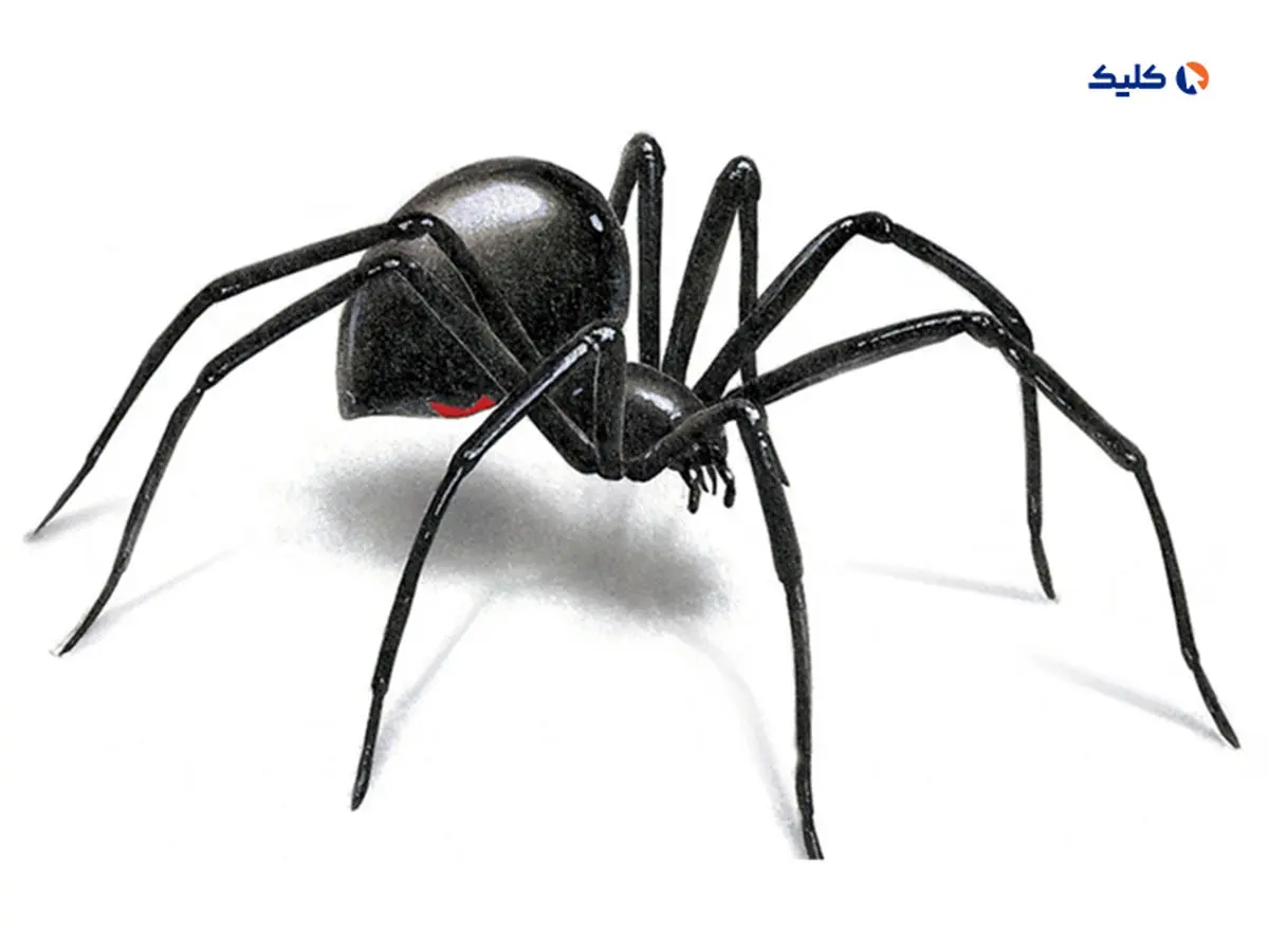 سرنخ‌هایی برای درمان آلزایمر با کمک عنکبوت‌ها