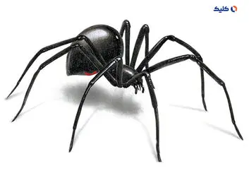 سرنخ‌هایی برای درمان آلزایمر با کمک عنکبوت‌ها