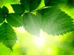 فناوری جدیدی که با الهام از برگ گیاهان، بهتر از پنل‌های خورشیدی موجود برق تولید می‌کند