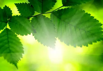 فناوری جدیدی که با الهام از برگ گیاهان، بهتر از پنل‌های خورشیدی موجود برق تولید می‌کند