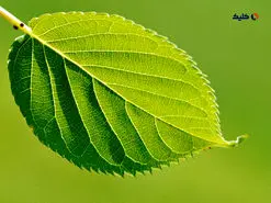 فناوری جدیدی که با الهام از برگ گیاهان، بهتر از پنل‌های خورشیدی موجود برق تولید می‌کند