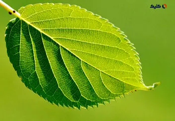 فناوری جدیدی که با الهام از برگ گیاهان، بهتر از پنل‌های خورشیدی موجود برق تولید می‌کند