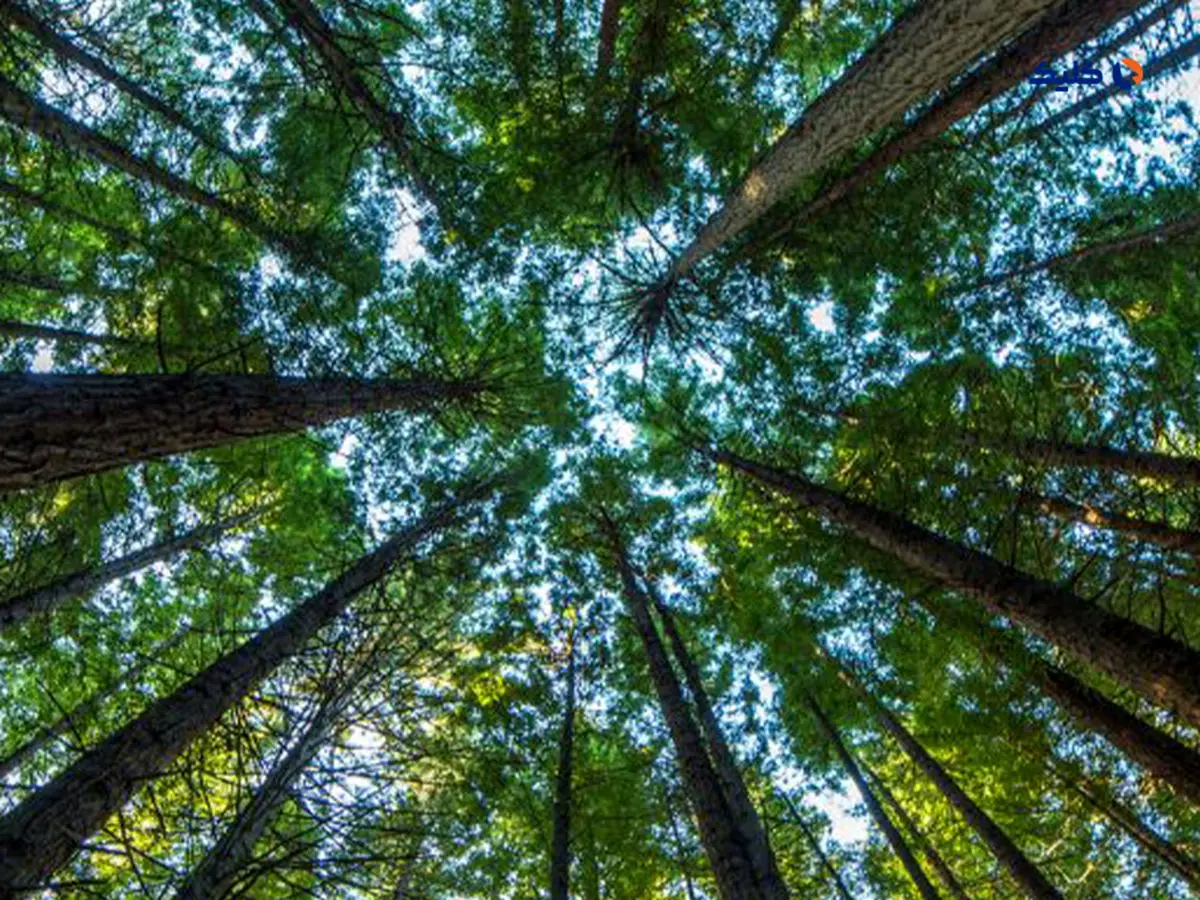 فتوسنتز ممکن است در مناطق استوایی با افزایش دما با شکست مواجه شود