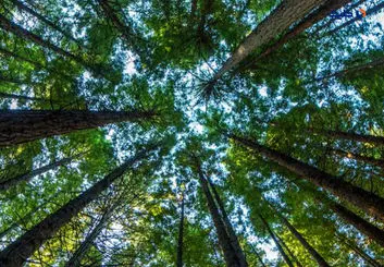 فتوسنتز ممکن است در مناطق استوایی با افزایش دما با شکست مواجه شود