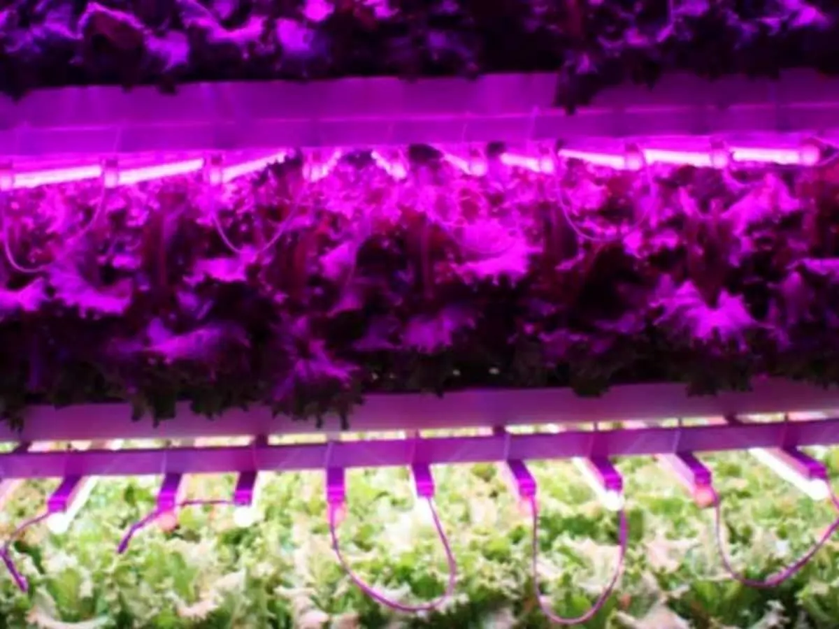 دانشگاه تهران در جمع ۳ مرکز دانشگاهی برتر دنیا در تولید علم حوزه کشاورزی محیط‌های کنترل‌شده