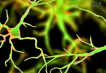 دارویی که بدون تاثیر بر اشتها موجب کاهش وزن می شود