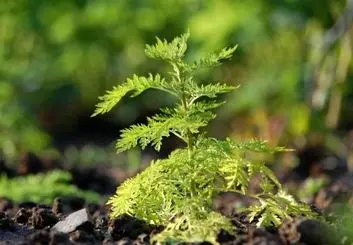 کشف پتانسیل یک گیاه خاص در مبارزه با سرطان