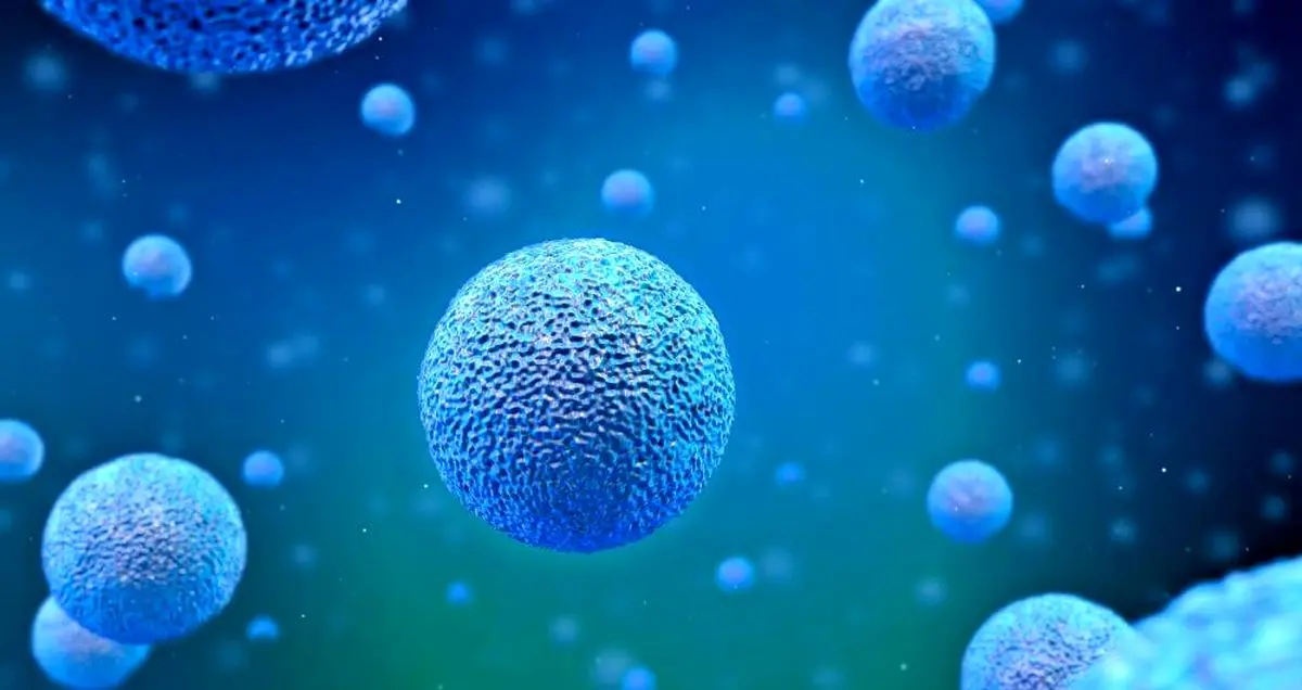 کشف نوع جدیدی از سلول های بنیادی