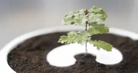 سیستم پرورش درخت از خاکستر اجساد