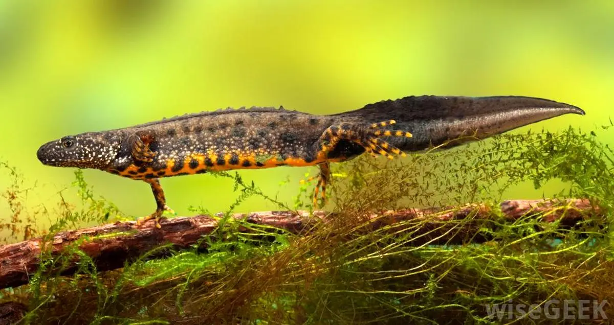 سمندرها بدن انسان را ترمیم می‌کنند!