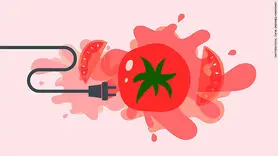 تولید برق از گوجه فرنگی