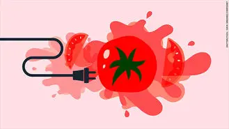 تولید برق از گوجه فرنگی