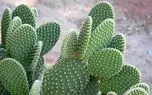 الگوبرداری از گیاه کاکتوس برای تولید انرژی پاک
