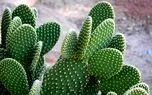 الگوبرداری از گیاه کاکتوس برای تولید انرژی پاک