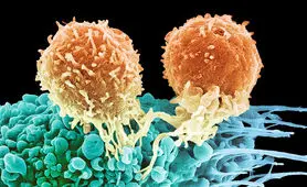 پژوهشگران با ارتعاش مولکولی 99 درصد سلول‌های سرطانی را در آزمایشگاه نابود کردند
