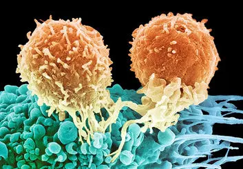 پژوهشگران با ارتعاش مولکولی 99 درصد سلول‌های سرطانی را در آزمایشگاه نابود کردند
