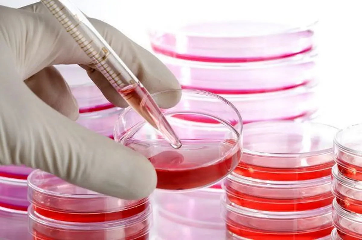 پیوند مغز استخوان با سلول بنیادی آزمایشگاهی ممکن شد