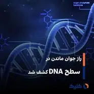 راز جوان‌ ماندن در سطح DNA کشف شد