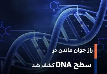 راز جوان‌ ماندن در سطح DNA کشف شد