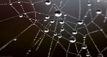 افزایش قدرت دید درمیکروسکوپ ها توسط تارعنکبوت