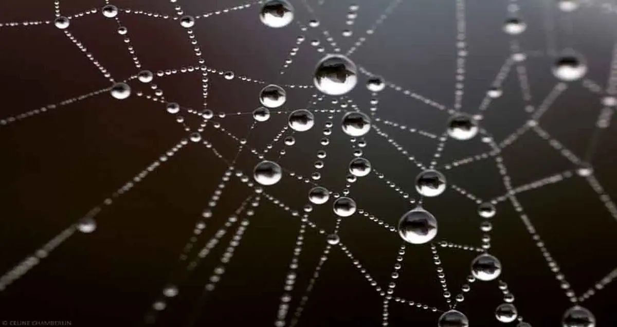 افزایش قدرت دید درمیکروسکوپ ها توسط تارعنکبوت