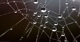 افزایش قدرت دید درمیکروسکوپ ها توسط تارعنکبوت
