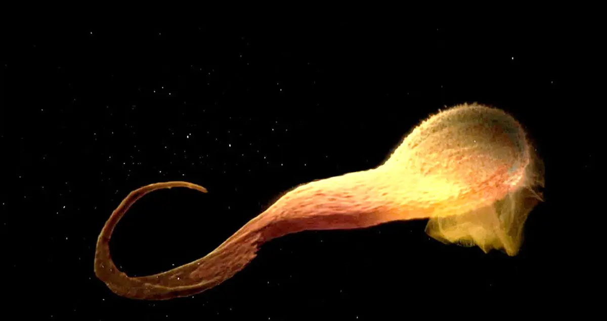 تماشا کنید: بلعیده شدن ستاره توسط سیاه چاله فضایی