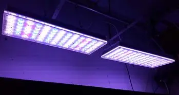 اثبات ضرر نور LED بر سلامت انسان