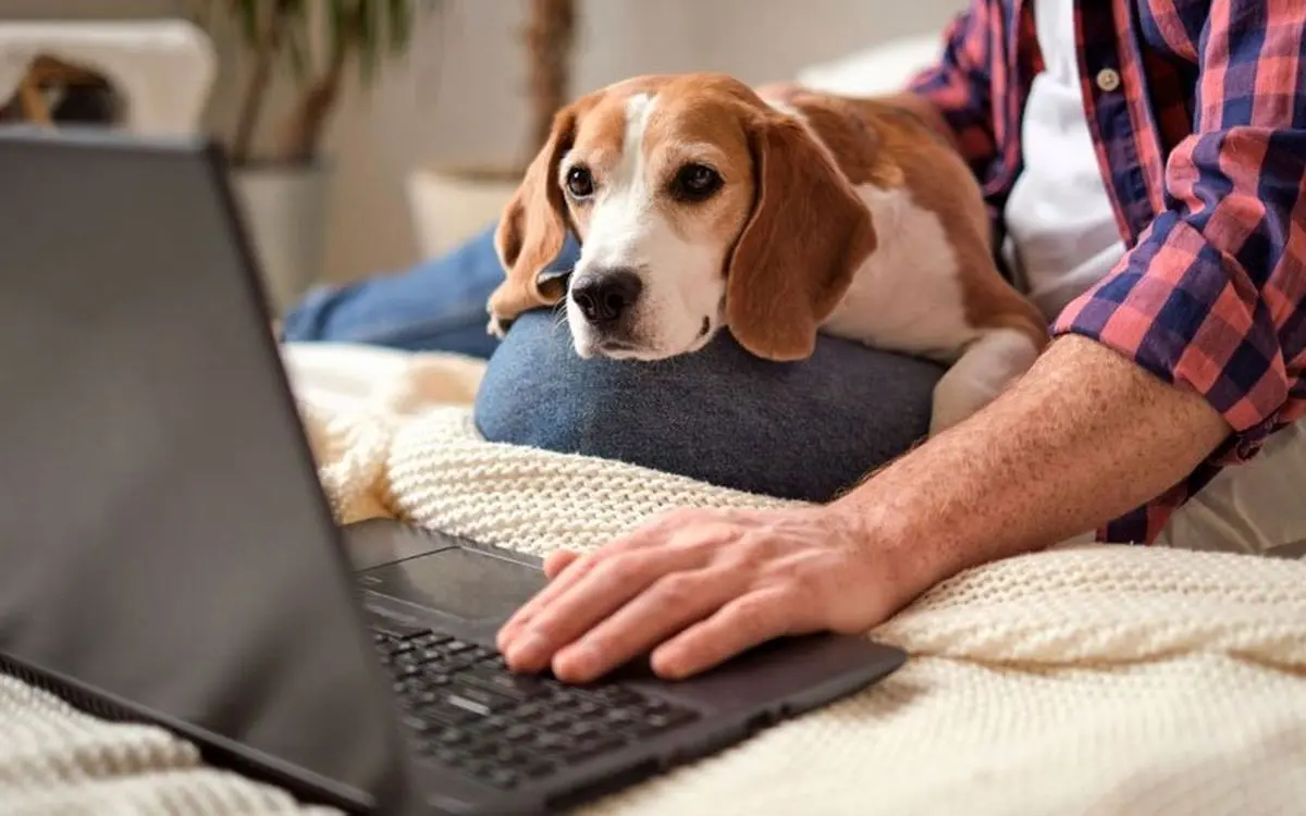 دامپزشک آنلاین چه خدماتی ارائه میده و مزایاش چیه؟