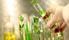 نوعی باکتری جایگزین کود شیمیایی می شود
