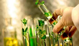 نوعی باکتری جایگزین کود شیمیایی می شود
