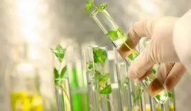 نوعی باکتری جایگزین کود شیمیایی می شود
