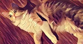 Prisma؛ اپلیکیشنی ویژه برای طرفداران اینستاگرام